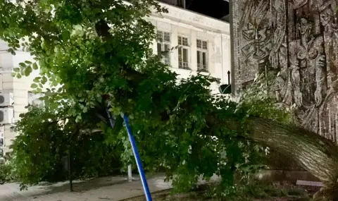Голямо дърво падна в центъра на Русе - 1