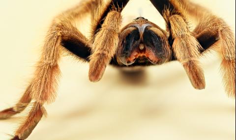 Ако искате екзотичен домашен любимец – вземете си тарантула (ВИДЕО) - 1