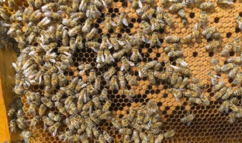 Пчелари: Държавата субсидира биотероризма - 1
