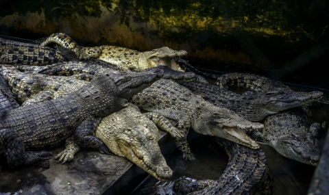 Крокодили ще пазят затвор в Индонезия - 1
