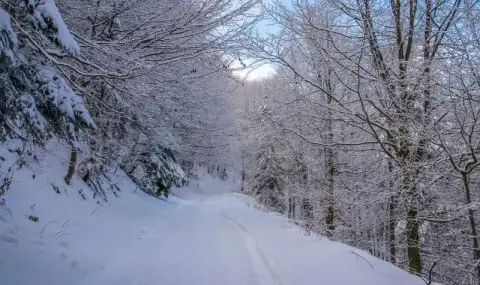 Weather today, forecast for Saturday, January 31: Windy, rain and snow in Western Bulgaria  - 1