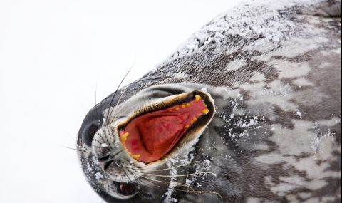 Тюлени общуват в стил „Междузвездни войни“ - 1
