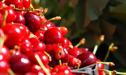 В Кюстендилско още чакат компенсации за загубената реколта - 1