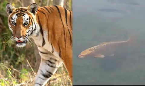 Carp with a tiger's face fooled onlookers in Barcelona VIDEO  - 1