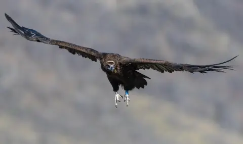 Feeding of vultures and eagles has begun in the Balgarka Nature Park  - 1