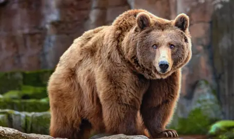 Почина мечето Йоги - най-старата кафява мечка в Румъния - 1