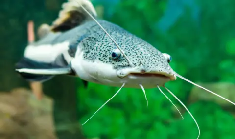 Уловиха гигантски сом в Марица край Пловдив (ВИДЕО) - 1