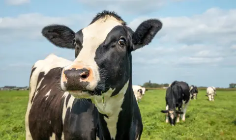 Франция защити със закон правото на кравите да мучат  - 1