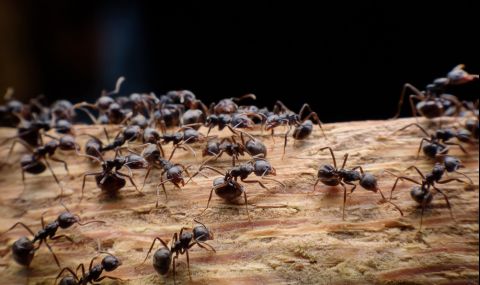 Преброиха колко мравки има по Земята - 1