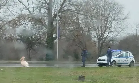 Заловиха пеликана Стойчо след завръщането му във Варна (ВИДЕО) - 1