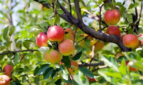 Afghanistan exports fruit to Russia for the first time  - 1