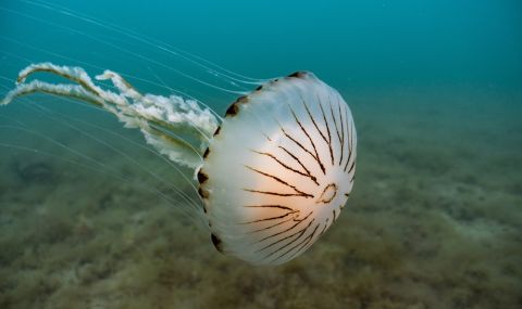 Смъртоносна медуза заплашва подводния живот в Дарданелите  - 1
