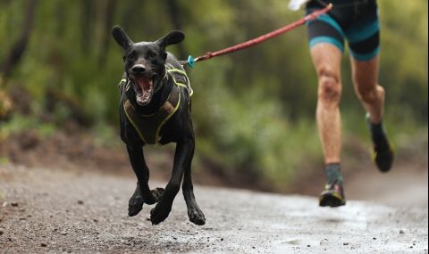 3000 кучета се събраха на маратон в Мексико (ВИДЕО) - 1