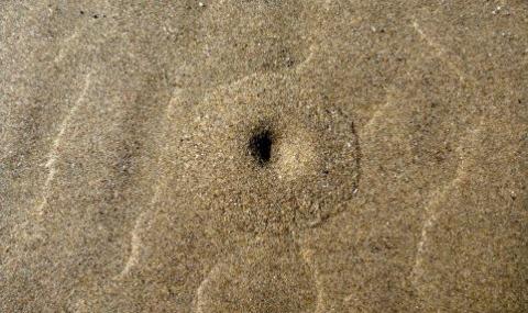 Удивително е как това създание се заравя под пясъците (ВИДЕО) - 1