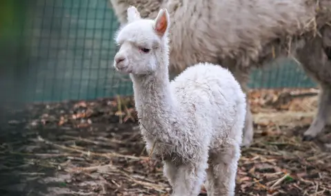 Бебе алпака пристигна в Зоопарка в София (СНИМКИ) - 1