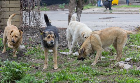 Евтаназираха кучетата, разкъсали жена в Долна Оряховица - 1
