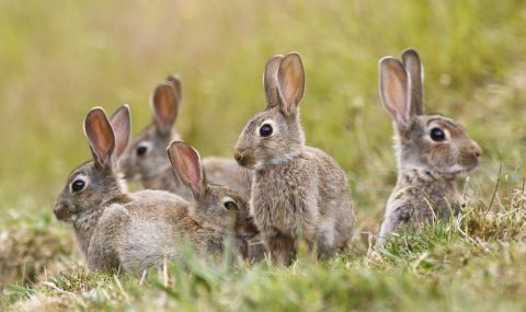 Нашествие на диви зайци опустошава Австралия - 1