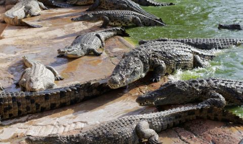 Заловиха 66 крокодила, избягали след наводненията в Китай - 1