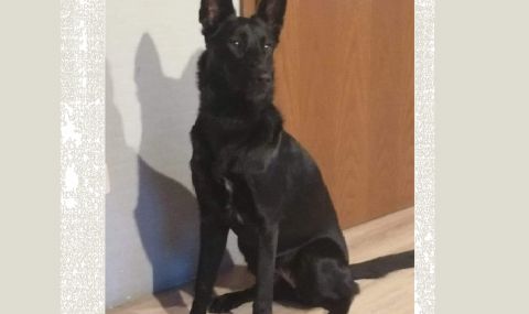 Куче оцеля в зверска катастрофа, близки го издирват - 1