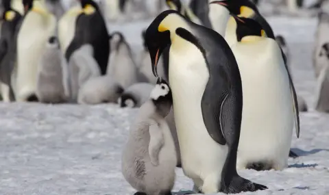 Откриха неизвестни досега колонии от императорски пингвини в Антарктида - 1
