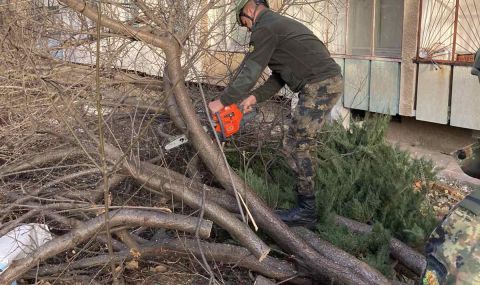 Столична община предупреди за силен вятър и опасност от паднали клони и дървета - 1
