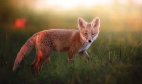 Airplanes will vaccinate foxes against rabies  - 1