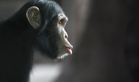 Емоционално ВИДЕО: Шимпанзе видя небето за пръв път след 28 години, прекарани в плен  - 1