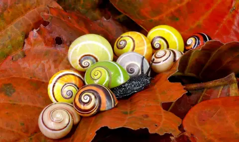 Човешка дейност убива най-красивите и редки охлюви на света (ВИДЕО+СНИМКИ) - 1