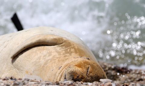 Изчезващ вид тюлен изненада посетителите на плаж до Тел Авив (СНИМКИ+ВИДЕО) - 1
