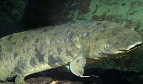 Почина най-възрастната аквариумна риба в света - 1