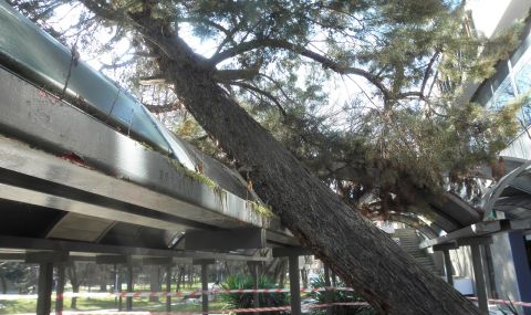 Дърво падна върху автобусна спирка в Пловдив - 1