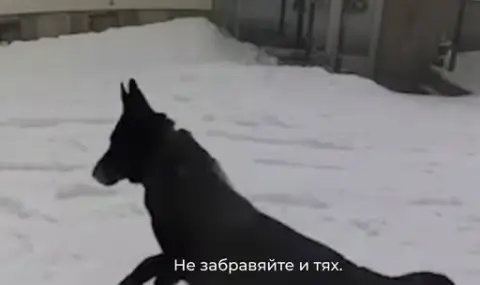 За кучетата и децата - 1