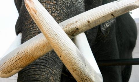 В Зимбабве изнасят слонова кост на черния пазар - 1