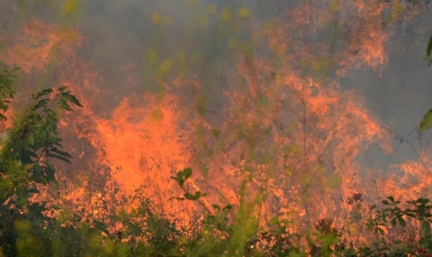 20 дка гора и осем необитаеми вили изгоряха в Пловдивско - 1