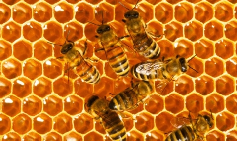 Над 4 млн. лв. тръгват към пчеларите - 1