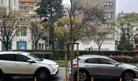 Над 1500 нови дръвчета засадиха В София тази есен - 1