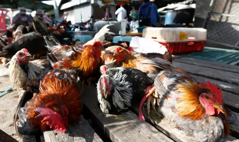 Japan to cull 460,000 chickens over bird flu  - 1