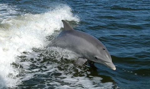МОСВ: Как да помогнем на делфин - 1