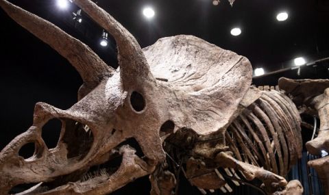 Частен колекционер купи за 6,65 млн. евро вкаменелостите на рогатия динозавър "Големия Джон" - 1