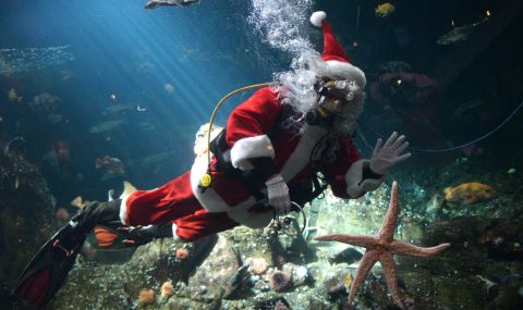 Дядо Коледа и елф се гмурнаха да нахранят акулите в огромен аквариум (ВИДЕО) - 1