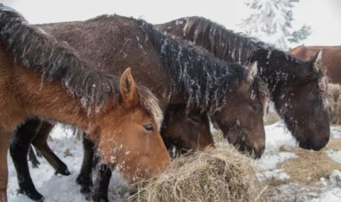 3 г. по-късно: Глобиха собственика на изоставените в Осоговската планина коне с 4500 лв. - 1