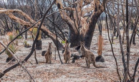 Глобалното затопляне е допринесло за пожарите в Австралия - 1