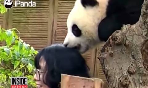 Панда захапа жена, за да не си прави селфи с нея (Видео) - 1
