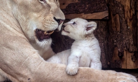 21 февруари: Светът в снимки - 1