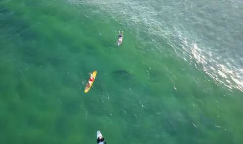 Акула плува под австралийски сърфисти (ВИДЕО) - 1