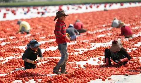 In Croatia, a banned pesticide was found in Turkish tomatoes  - 1