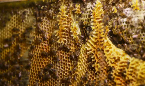 MAF Report: More hives, but less honey  - 1