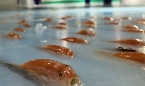 Пързалка със замръзнали риби породи гняв у японците - 1