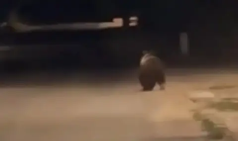 Изведоха с патрулка мечка от Ловеч - 1