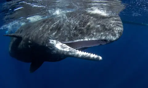 13-метров мъртъв кит се заклещи на носа на круизен кораб в Ню Йорк - 1